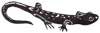 Salamander