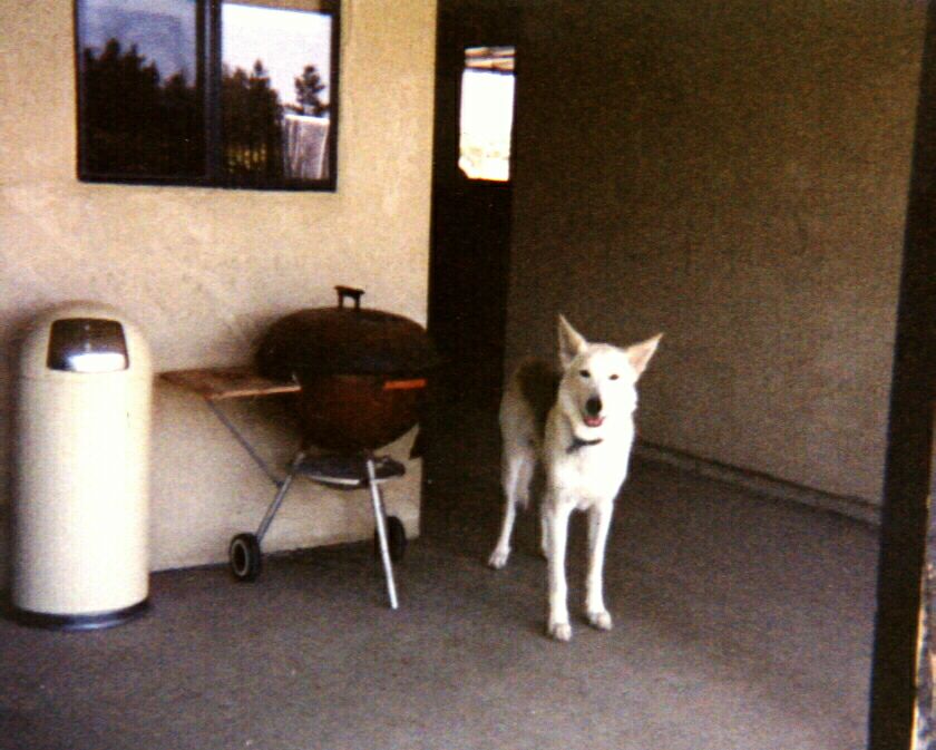 charlie on the patio