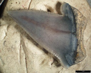 ENCI_affinis_1a.jpg
