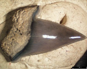 ENCI_affinis_m_1b.jpg