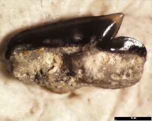 ENCI_c_appendiculatus_m_1a.jpg