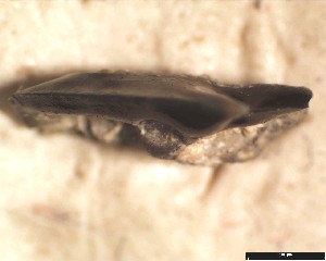 ENCI_c_appendiculatus_m_1b.jpg