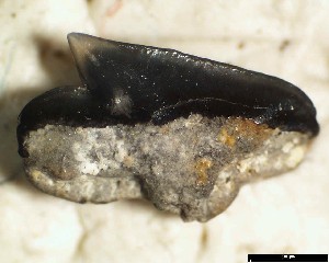 ENCI_c_appendiculatus_m_1c.jpg
