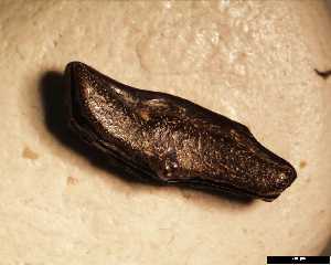Heterodontus_woodwardi_medium_ac.jpg