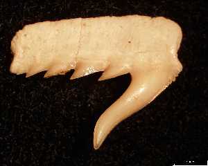 Weltonia_ancistrodon_medium_aa.jpg