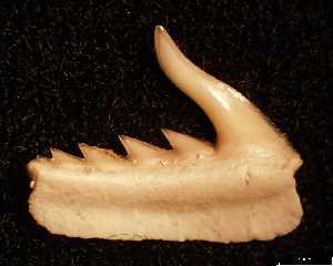 Weltonia_ancistrodon_medium_ab.jpg