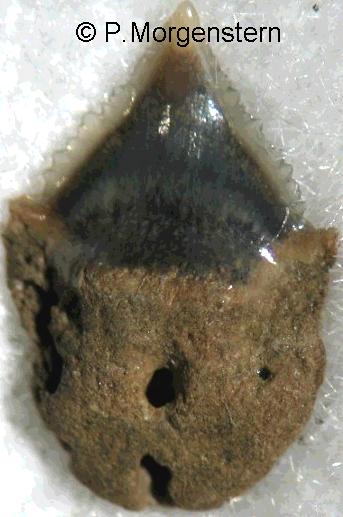 o.centrina1a.jpg 