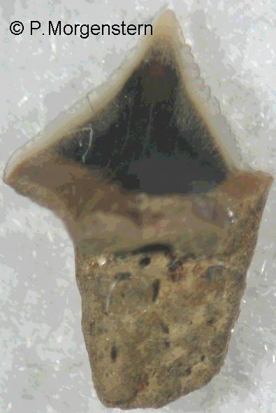 o.centrina2b.jpg 