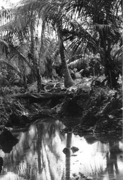 Palm trees