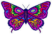 butterfly gif