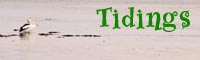 The Latest Tidings