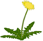Dandelion