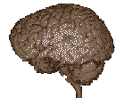 Image of a Rotating Brain