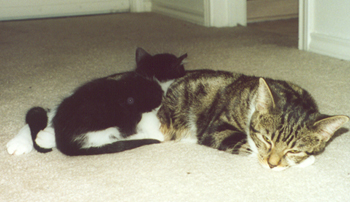 kitties
