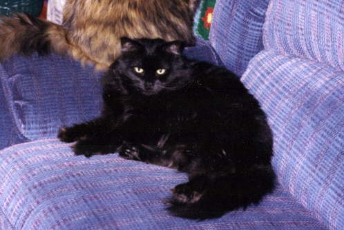 i love cats!