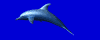 dolphin