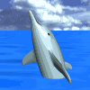 dolphins