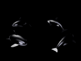 whales