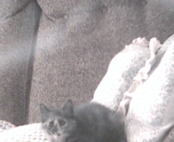 My cat Ryo-ohki