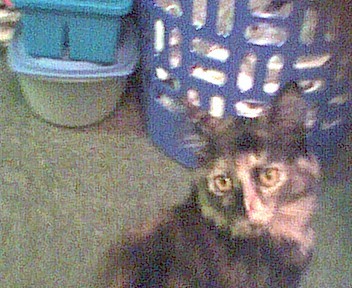 My cat Ryo-ohki