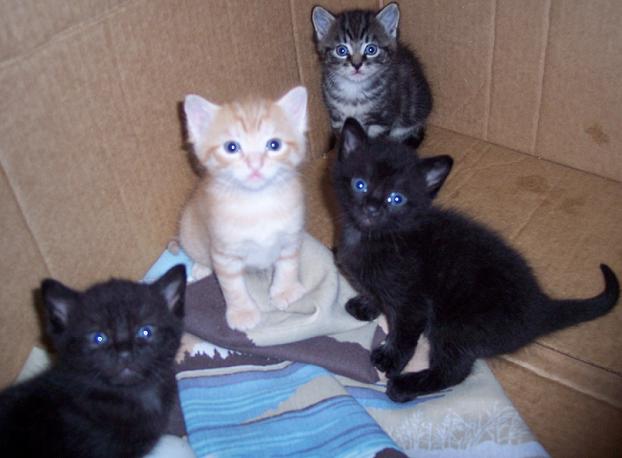 The Kittens