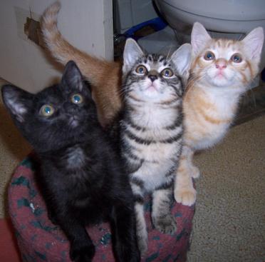 The Kittens(minus one black kitten)