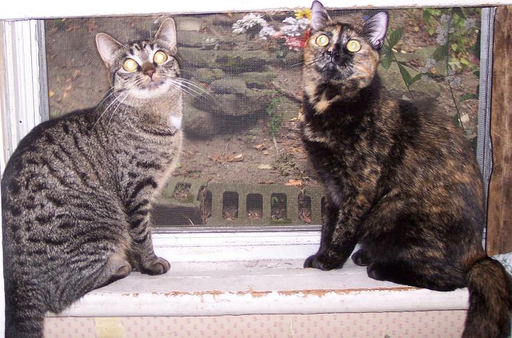 Stripe and Callie
