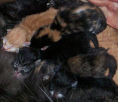 Third Litter