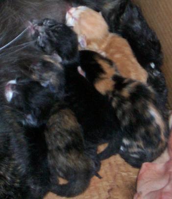 Third Litter