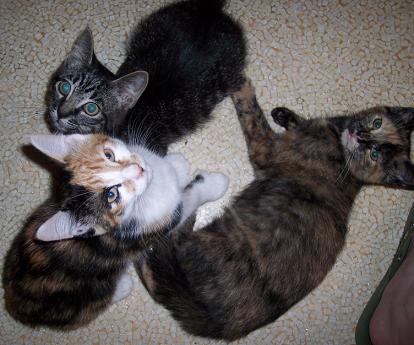 Third Litter