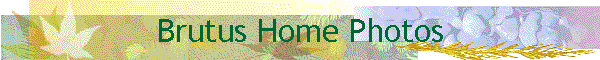 Brutus Home Photos
