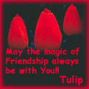 Tulip's Square
