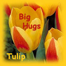Tulip's Square