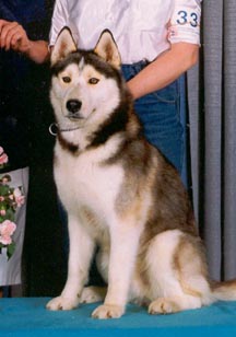 Aramis