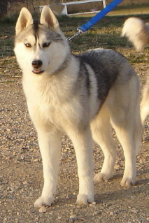 Ren