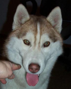 Teeko