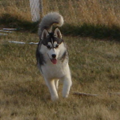 Darby
