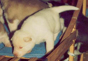 Baby Mystic