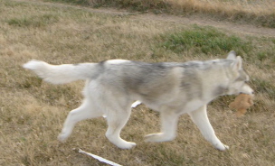 Ren