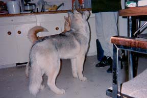 Ryley
