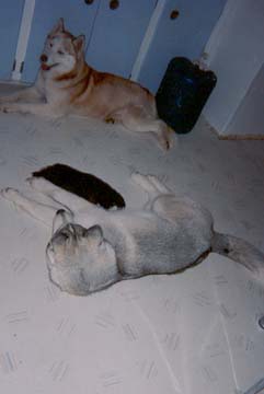 Ryley