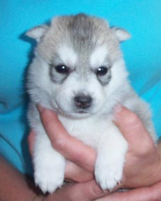 Grey Female