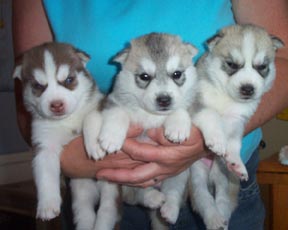 puppies