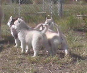 puppies