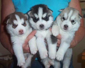puppies