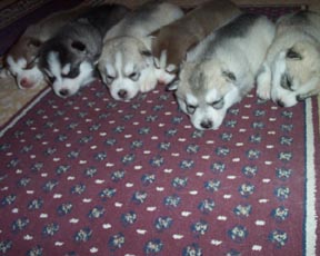 Kelsey's 2nd Litter
