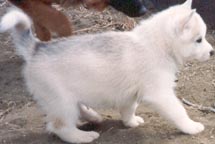 Baby Syrus