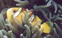 Juvenile Clark's Anemone fish