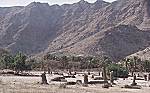 Neglected date palms in the wadi behind Seifa