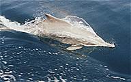 A dolphin teams up with our dhow